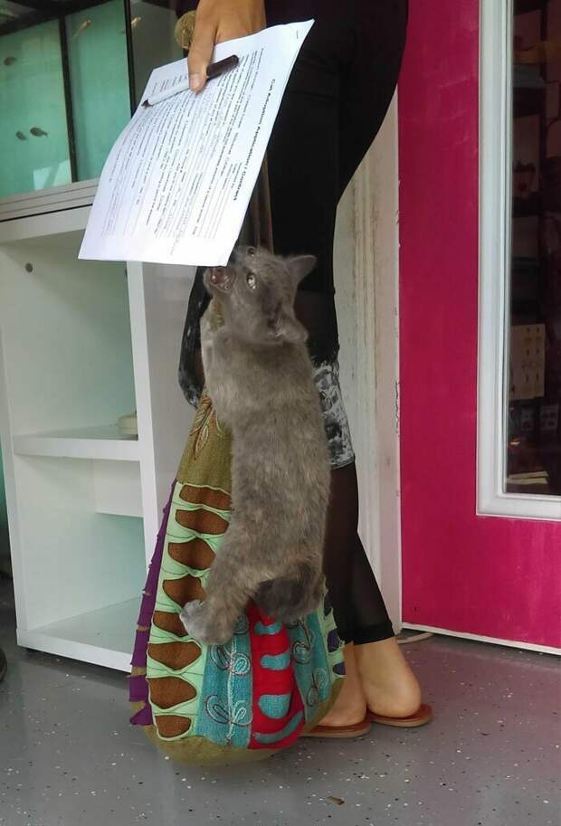 Обычный день в кошачьем приюте Обычный день в кошачьем приюте бездомные животные, забавные животные, кошки, милота, приют для животных, приют для кошек, собаки, фото животных