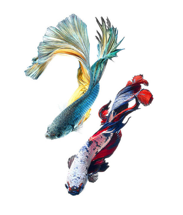 The Elegant And Fantastic Poses Of Aquarium Fish Captured By A Thai Photographer