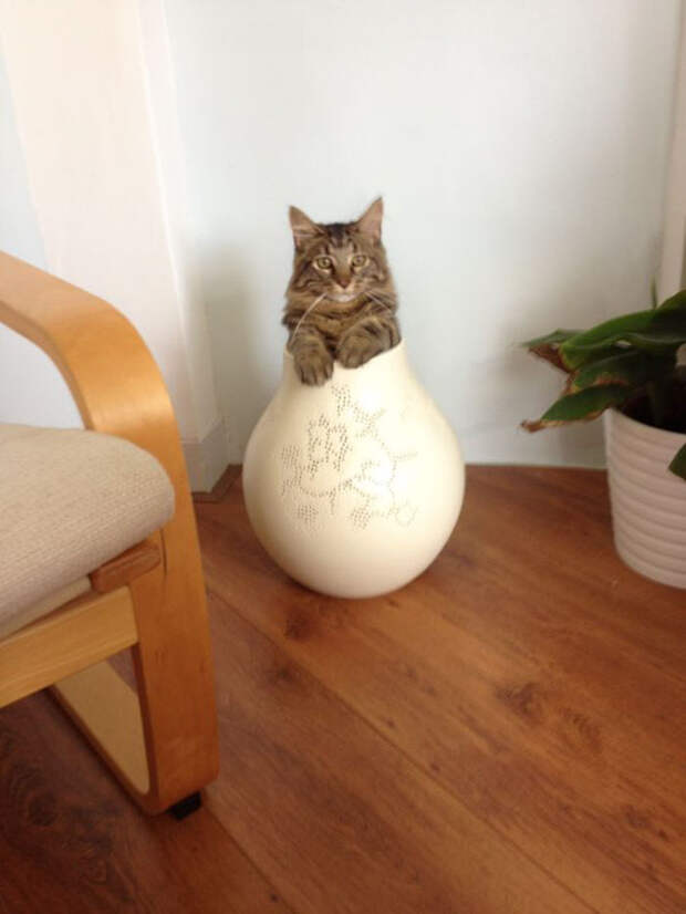 Без кота и жизнь не та
