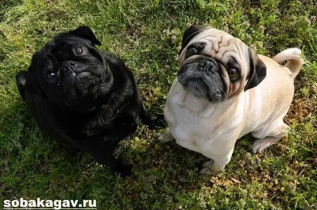 Мопс собака. Описание, особенности, уход и цена мопса