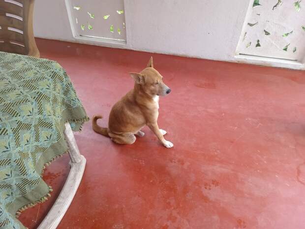 Что делать, если укусила бродячая собака?