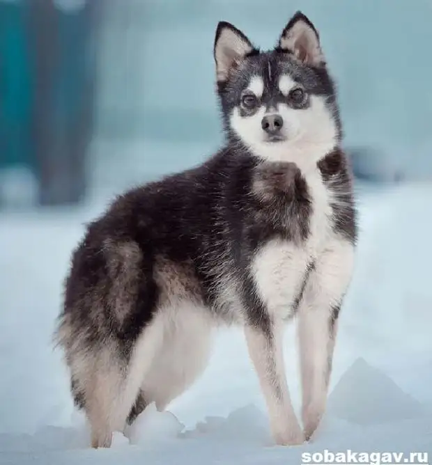 Аляскинский кли кай собака. Описание, особенности, уход и цена аляскинского кли кая