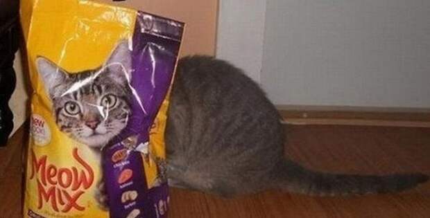 Смешные кошки