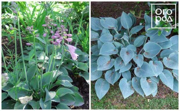 Хоста малая Блю кадет hosta minor blue cadet