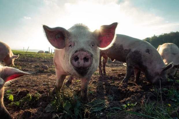Кто бы мог подумать: свинки едят ботву, спасая тем самым самолёты от поломок и падений. /Фото: tabulo.ru