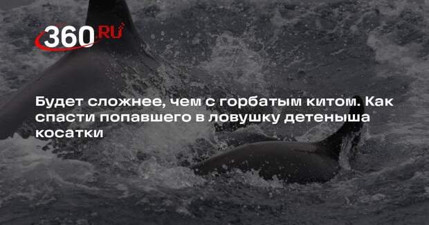 Зоолог Филатова: веревка со временем будет все сильнее впиваться в кожу косатки