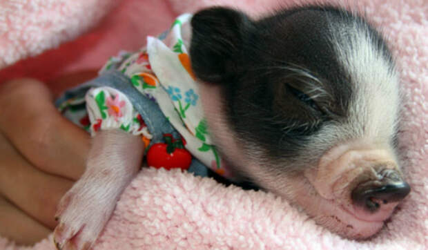 Экзотические животные в доме: млекопитающие