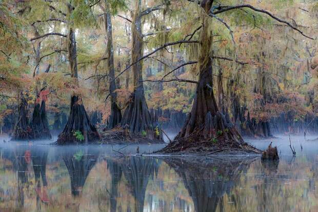 Фантастические кипарисы озера Каддо (Caddo lake), США