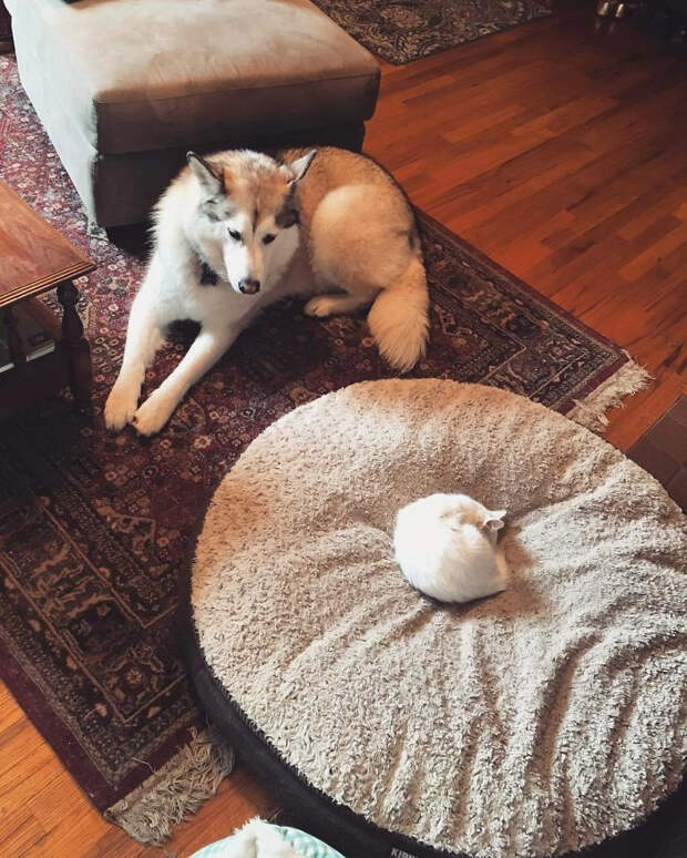 Котики продолжают захватывать лежаки собак