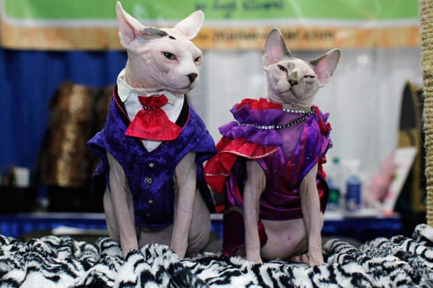 коты в костюме