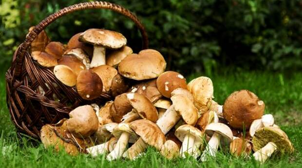 Судя по всему, ничто не могло заставить немцев начать есть грибы. /Фото: belta.by Судя по всему, ничто не могло заставить немцев начать есть грибы. /Фото: belta.by