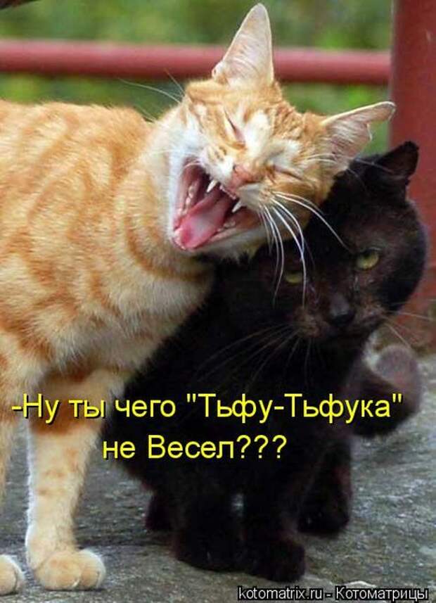 Лучшие котоматрицы недели (50 фото)