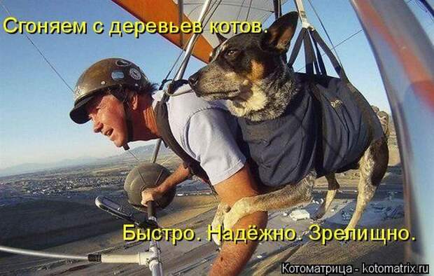 Лучшие котоматрицы недели