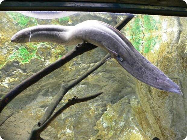 Протоптеры