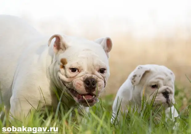 Американский бульдог собака. Описание, особенности, уход и цена американского бульдога
