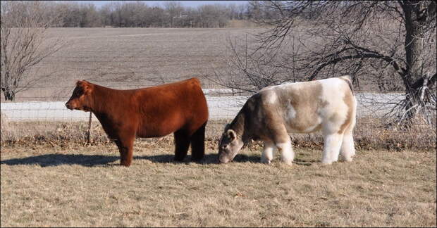 Пушистые коровы cows 009 Плюшевые красавицы коровы из Айовы