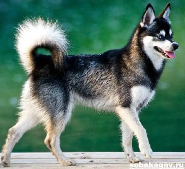 Аляскинский кли кай собака. Описание, особенности, уход и цена аляскинского кли кая