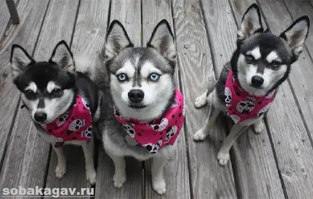 Аляскинский кли кай собака. Описание, особенности, уход и цена аляскинского кли кая