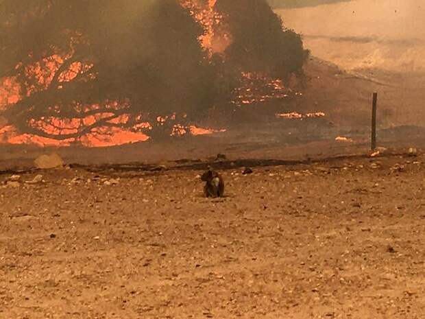 Коалы из-за их медлительности оказались почти совсем беззащитными во время пожаров Фото: REUTERS