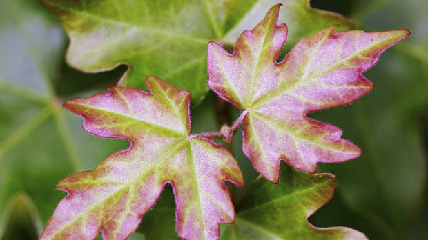 На Дальнем Востоке предложили химический метод борьбы с американским клёном