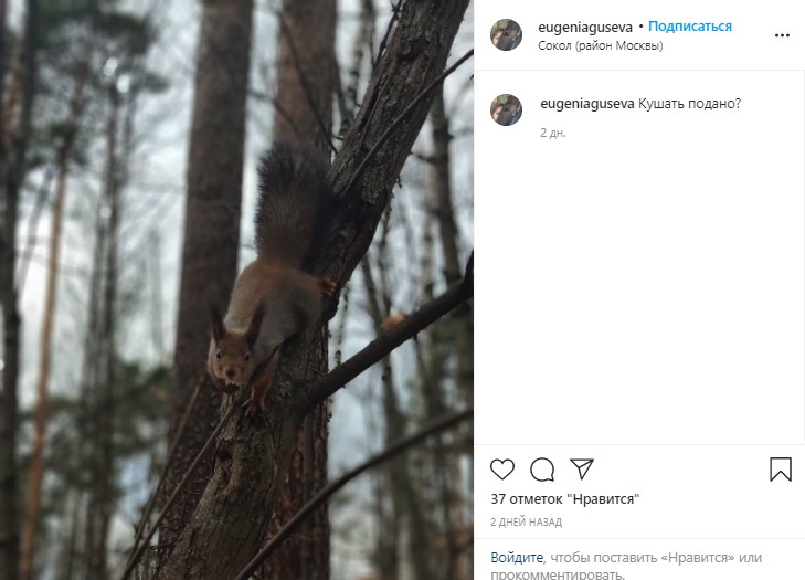 Фото дня: «чапаевская» белочка в зимнем обличии