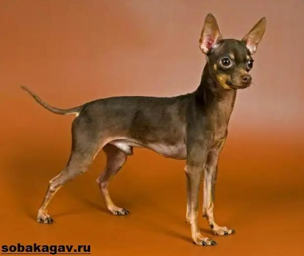 Той терьер собака. Описание, особенности, уход и цена той терьера