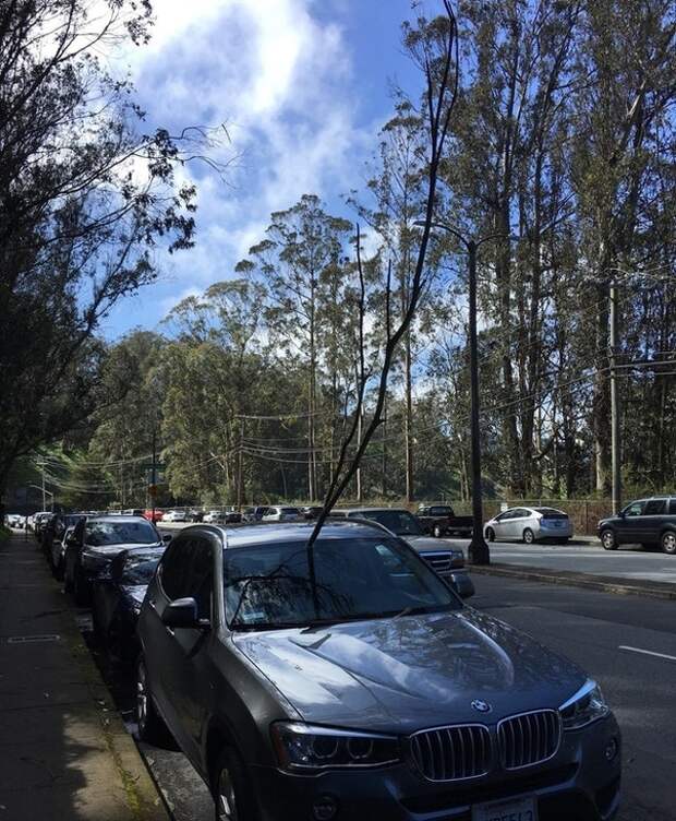 ветка попала в стекло