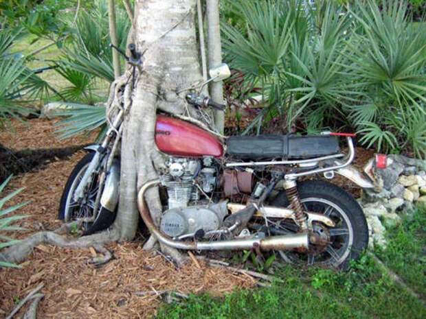 8. Прибрало мотоцикл к своим ветвям дерево, мир, поглощение, предмет, природа, разрастание, фото