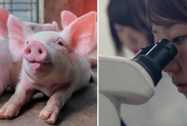 Японские ученые создали генетически модифицированных свиней, чьи органы могут быть пересажены людям