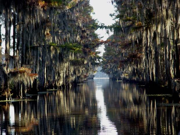 Фантастические кипарисы озера Каддо (Caddo lake), США