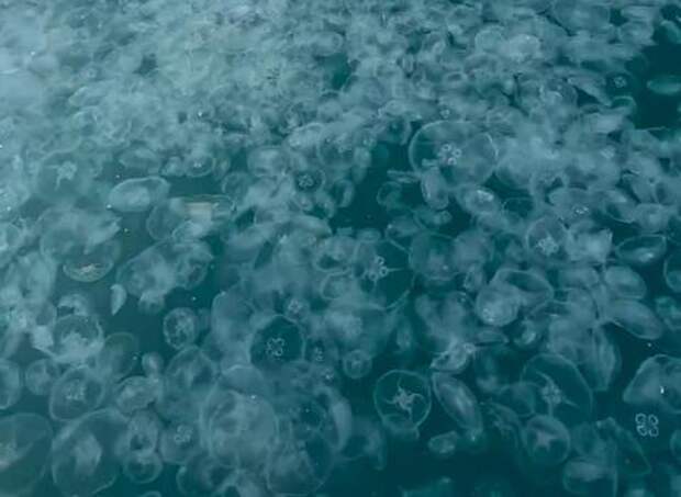 «Кисельное» море: туристы в Анапе сообщили о скоплении морских существ