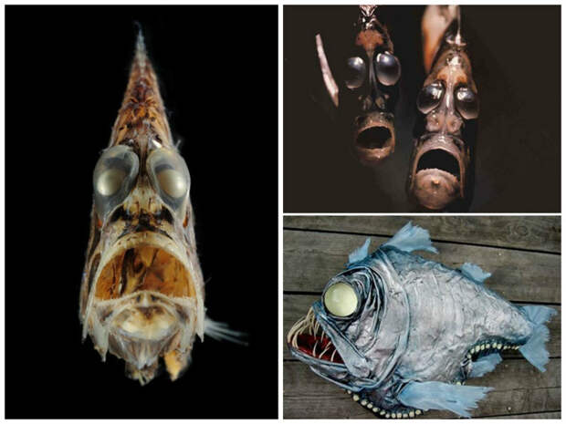 Hatchet fish (рыба топорик) марианская впадина, океан, фауна, чудовища