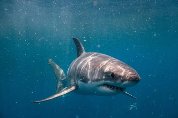 В Египте опровергли данные о закрытии пляжей при отелях из-за акул