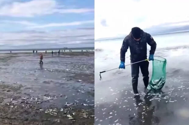 На Сахалине произошел настоящий «сельдяной апокалипсис»