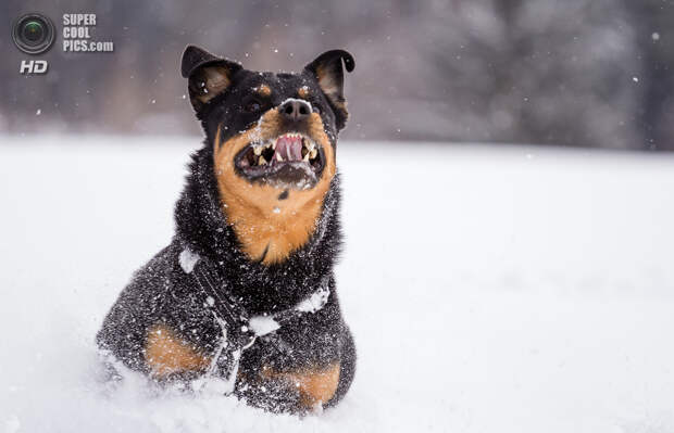 Снег — собачье счастье. (Franz Lüdicke)