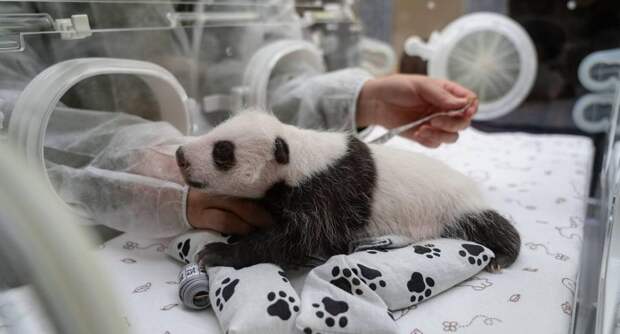 Имя детенышу панды из Московского зоопарка выберут на сотый день после рождения