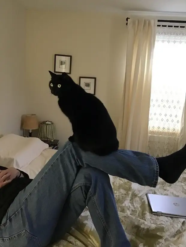 10 людей, которые вначале были против «грязного кота», но потом что-то пошло не так