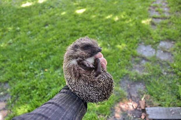 Помог ёжику (8 фото) Помог ёжику (8 фото)