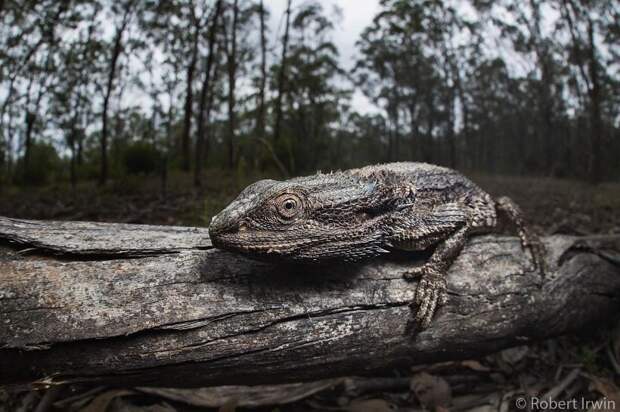 New-Wildlife-Photography-Robert-Irwin