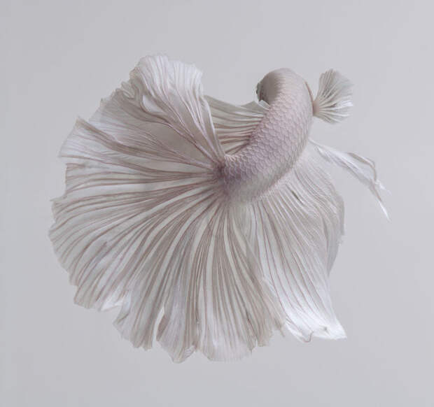 The Elegant And Fantastic Poses Of Aquarium Fish Captured By A Thai Photographer