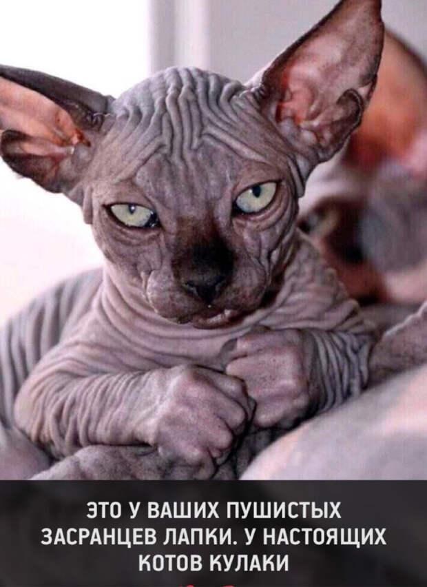 Бескомпромиссный кот Бескомпромиссный кот