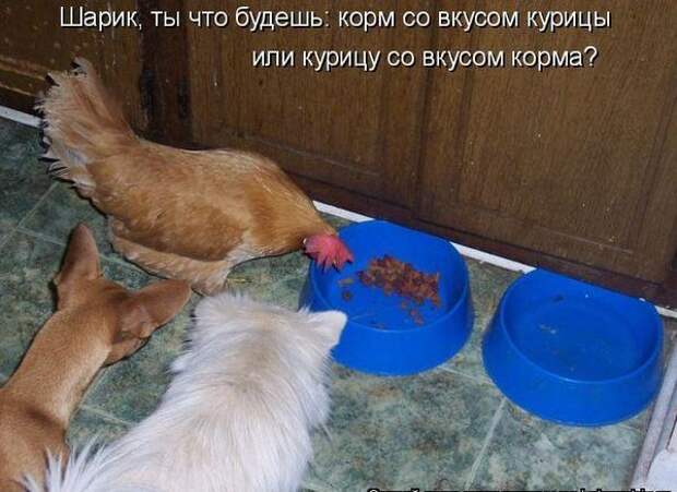 Котоматрица. Мысли вслух :)