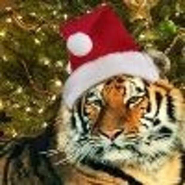 Тигр в новогодней шапке