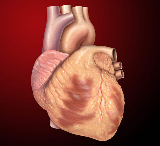 https://upload.wikimedia.org/wikipedia/commons/thumb/a/a0/Heart_anterior_exterior_view.jpg/1200px-Heart_anterior_exterior_view.jpg