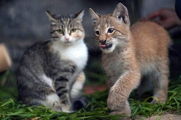 Удочерённая кошкой рысь переросла «маму» в Новосибирском зоопарке животные, зоопарк, кошки