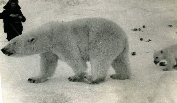 Как пограничники кормили медведей сгущёнкой, 1980-е