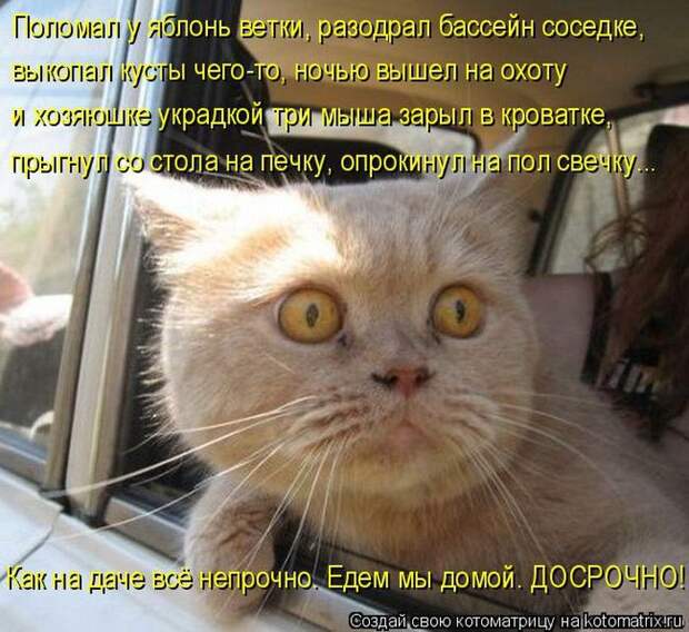 Лучшие котоматрицы недели  