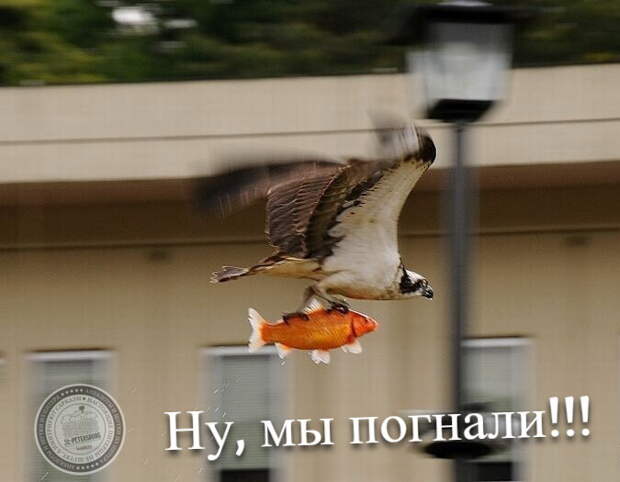 Ну, мы погнали!!!