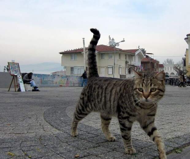 Очень колоритные уличные коты город, домашние животные, кот, кошка, улица, уличные животные, эстетика