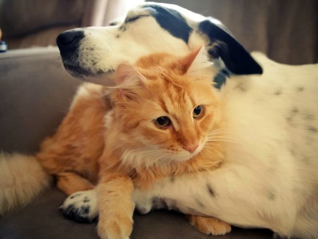 Кот и пёс  кот, кошка, пёс, собака